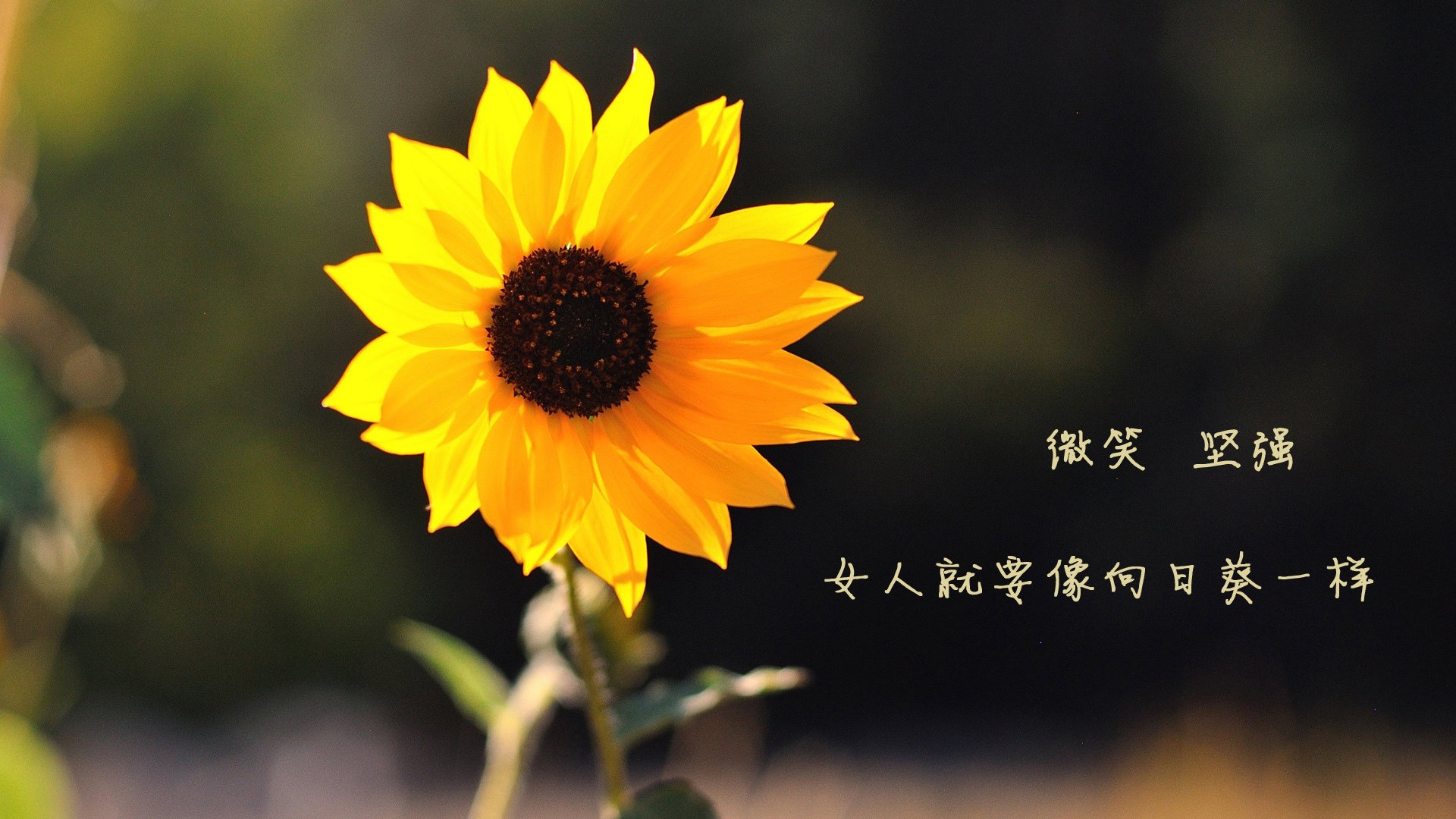 KAIYUN 中国大陆-多特蒙德主场2-1战胜勒沃库森，继续领跑德甲，多特蒙德比赛视频